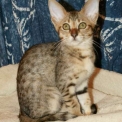 Chat Chat Savannah proposée par l’élevage Chatterie de la croix Lorraine.