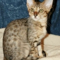 Chat Chat Savannah proposée par l’élevage Chatterie de la croix Lorraine.