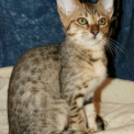 Chaton Chat Savannah de race – prix 1500 €.