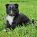 Chiot Colley Shetland de race  en région Normandie.