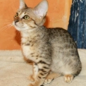 Chaton Chat Savannah de race – prix 1500 €.