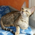 Chat Savannah disponible en Haute-Garonne