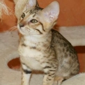 Chat Savannah disponible en Haute-Garonne