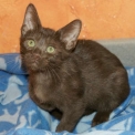 Chaton Chat Savannah de race  en région Occitanie.