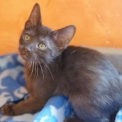 Chat Savannah disponible en Haute-Garonne
