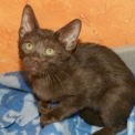 Chaton Chat Savannah de race – prix 1200 €.