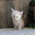 Chaton Maine Coon de race – prix 1700 €.