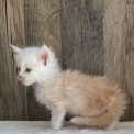 Chaton Maine Coon de race – prix 1700 €.