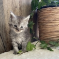 Chaton Maine Coon de race  en région Occitanie.