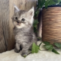 Maine Coon disponible en Aveyron
