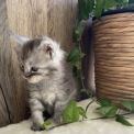 Chaton Maine Coon de race  en région Occitanie.