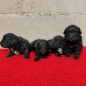 Chiot Berger américain miniature à adopter au prix de 1300 €