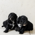 Chiot Berger am�ricain miniature � vendre au prix de 1300 � vaccin� et identifi�.