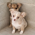 Chihuahua chiot vendu 700 €