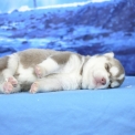 Husky Sibérien disponible dans les Yvelines