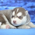 Acheter Husky Sibérien bébé pour 1300 €
