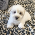 Chien Coton de Tulear proposée par l’élevage La boîte à malice.
