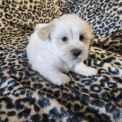 Chiot Coton de Tulear de race  en région Centre-Val de Loire.