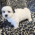 Chiot Coton de Tulear de race – prix 1200 €.