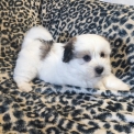 Chien Coton de Tulear proposé par l’élevage La boîte à malice.