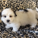 Chiot Coton de Tulear de race  en région Centre-Val de Loire.