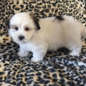 Chiot Coton de Tulear de race – prix 1200 €.