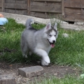 Chien Husky Sibérien proposée par l’élevage Canicat.