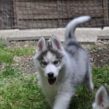 Chiot Husky Sibérien de race  en région Île-de-France.