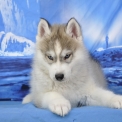 Chien Husky Sibérien proposé par l’élevage Canicat.