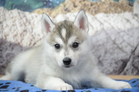Petite femelle Husky Sibérien née le 28/04/2026 est proposée – vendue 1300 €.