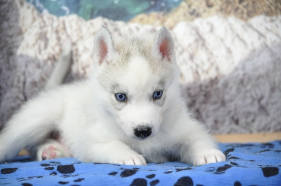Petit mâle Husky Sibérien né le 28/04/2026 est proposé – vendu 1500 €.