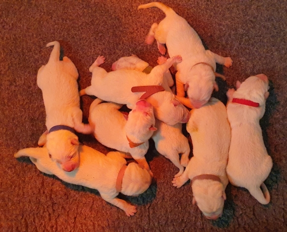 Petit mâle Berger Blanc Suisse né le 29/07/2026 est proposé – vendu 1800 €.