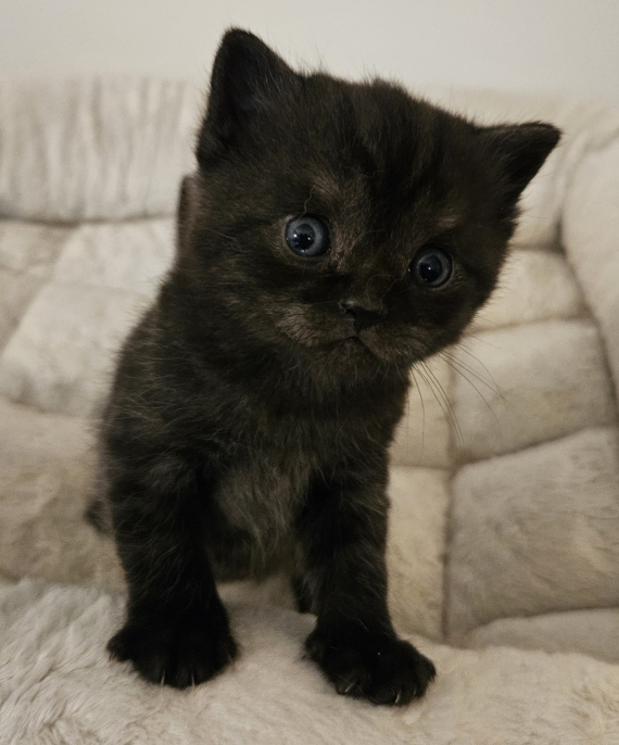 Petit mâle British Shorthair né le 07/05/2026 est proposé – vendu 1000 €.