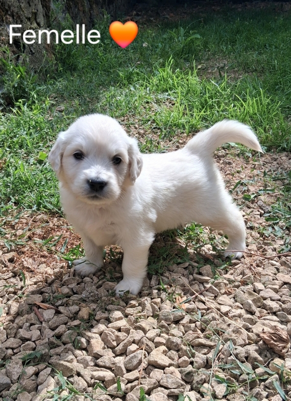 Petite femelle Golden Retriever née le 01/06/2026 est proposée – vendue 1600 €.