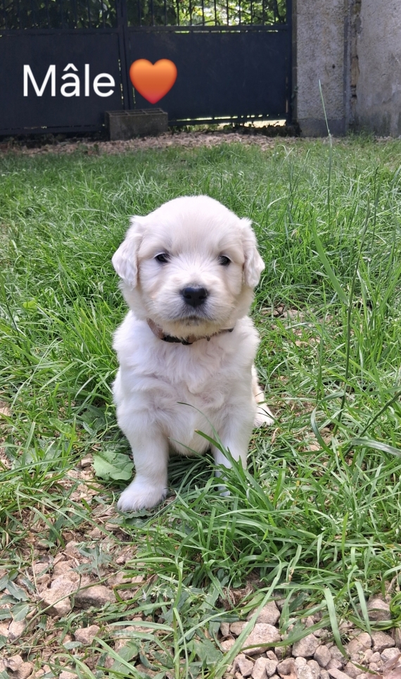 Petit mâle Golden Retriever né le 01/06/2026 est proposé – vendu 1600 €.