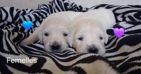 Petite femelle Golden Retriever née le 16/06/2026 est proposée – vendue 1600 €.
