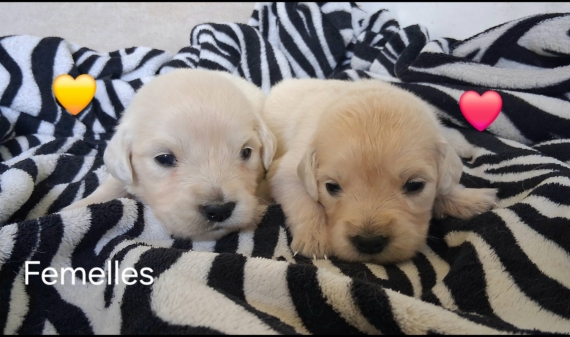 Petite femelle Golden Retriever née le 16/06/2026 est proposée – vendue 1600 €.