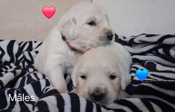 Petit mâle Golden Retriever né le 16/06/2026 est proposé – vendu 1600 €.