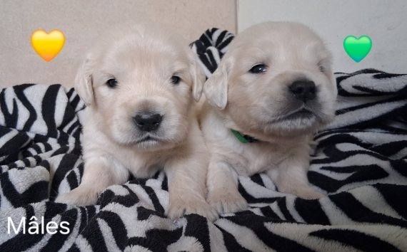 Petit mâle Golden Retriever né le 16/06/2026 est proposé – vendu 1600 €.