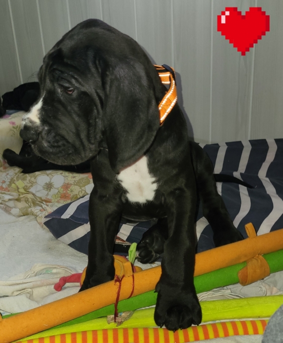 Petit mâle Dogue Allemand né le 20/05/2026 est proposé – vendu 2100 €.