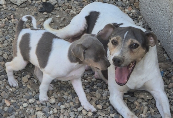 Petite femelle Terrier Brésilien née le 08/06/2026 est proposée – vendue 1500 €.