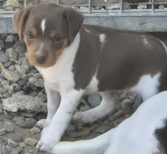 Petite femelle Terrier Brésilien née le 08/06/2026 est proposée – vendue 1500 €.