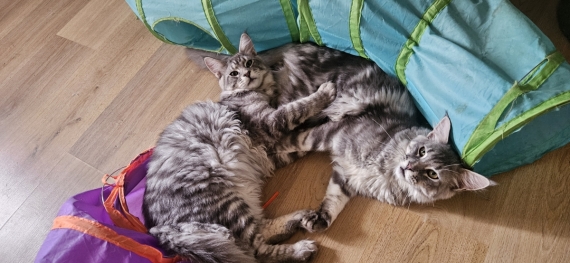 Petit mâle Maine Coon né le 04/12/2025 est proposé – vendu 950 €.