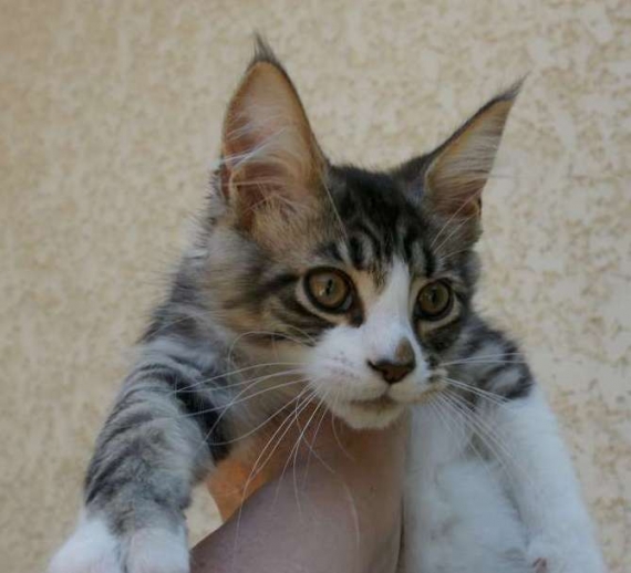 Petite femelle Maine Coon née le 11/03/2026 est proposée – vendue 1200 €.