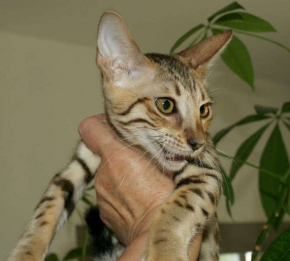 Petit mâle Savannah né le 08/03/2026 est proposé – vendu 1400 €.