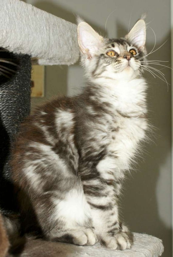 Petite femelle Maine Coon née le 11/03/2026 est proposée – vendue 1000 €.