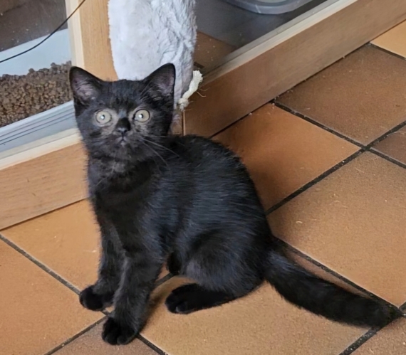Petit mâle British Shorthair né le 07/05/2026 est proposé – vendu 1000 €.