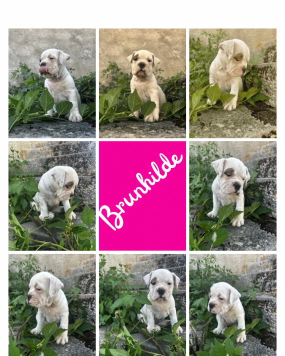 Petite femelle Bulldog Continental née le 13/05/2026 est proposée – vendue 1150 €.