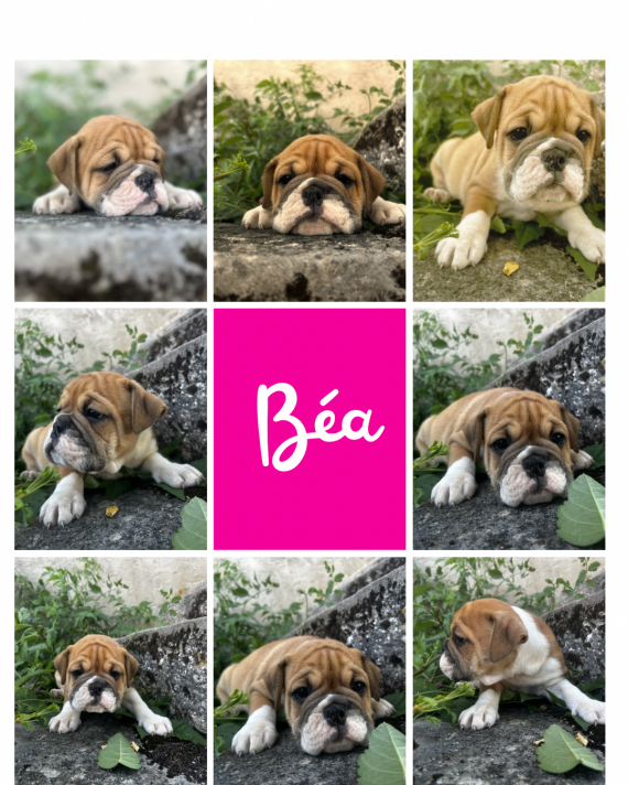 Petite femelle Bulldog Continental née le 13/05/2026 est proposée – vendue 1150 €.