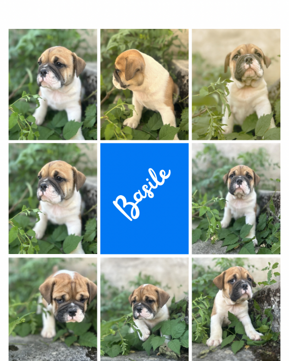 Petit mâle Bulldog Continental né le 13/05/2026 est proposé – vendu 1150 €.